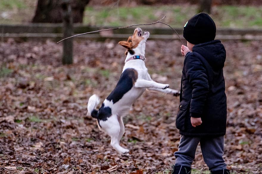 Dog, Pet, Boy, Happy, Kid, Child, Fun, Friend, Childhood, Together, Young