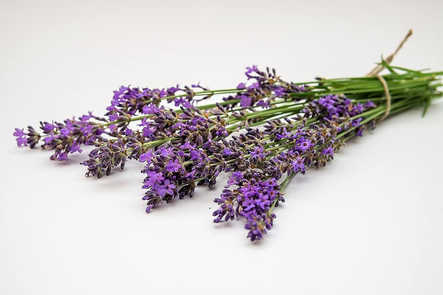 laventeli, kukka, kasvi, luonto, violetti, tuoksu, kukat, lääkekasvi, homeopatia, tuoksuva, yrtti
