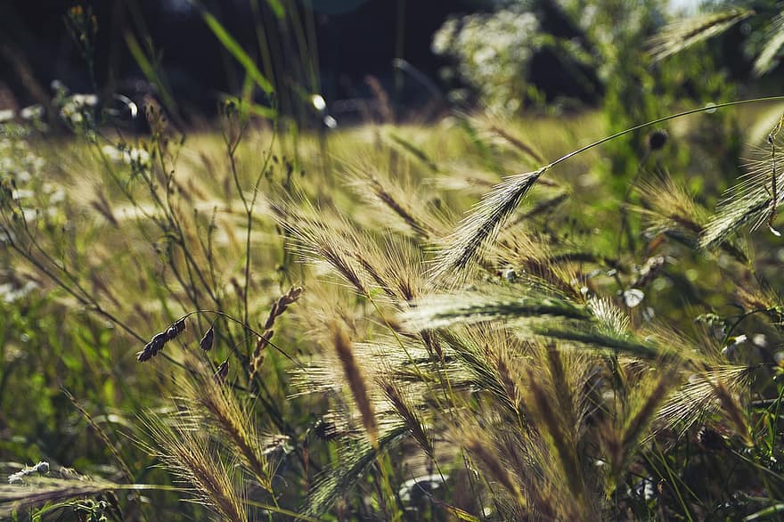 pole, lato, łąka, Natura, płatki, światło słoneczne, pszenica, jęczmień, trawa, wiejski
