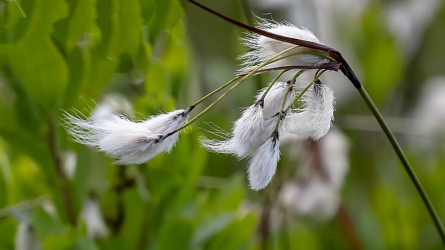Cotton Grass, Grasslands, Wetlands, Swamp, Nature, close-up, plant, summer, green color, macro, feather