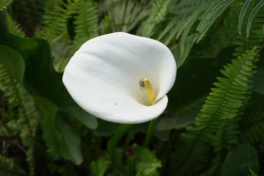 calla lily, arum lily, hvit blomst, hage, natur