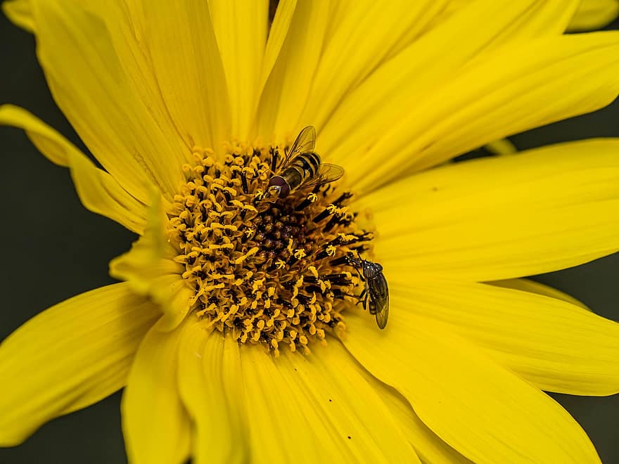 vabzdys, hoverfly, entomologija, diptera, nariuotakojų, gėlė, geltona, Iš arti, makro, augalų, bičių
