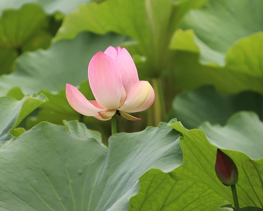 lotus, Waterlelie, roze bloem, lotusbloem, bloeien, bloesem, waterplant, flora