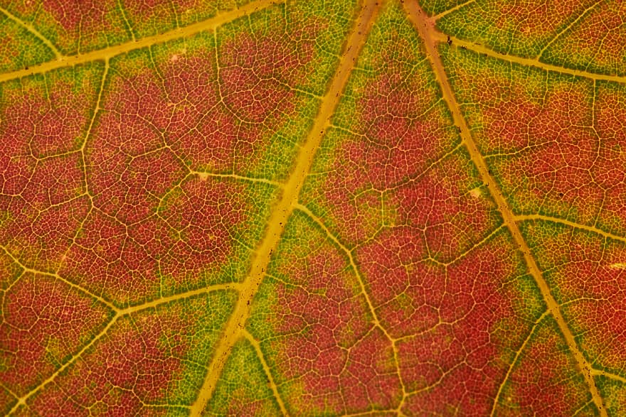 가을, 잎, 배경, 추상, 자연, 십월, 구월, 식물, 나무, 떠는, 벽지