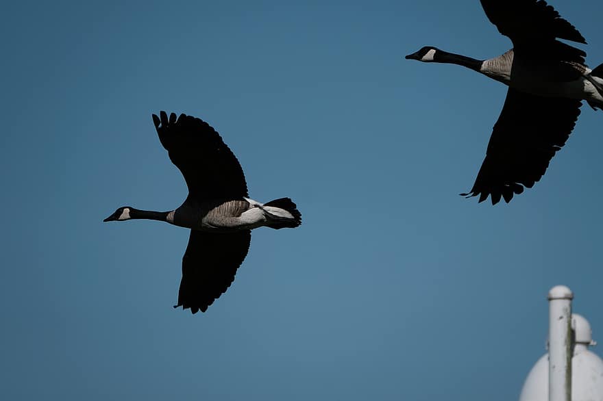 Canada Geese, Birds, Flying, Sky, Geese, Waterfowls, Water Birds, Aquatic Birds, Animals, Plumage, Wings