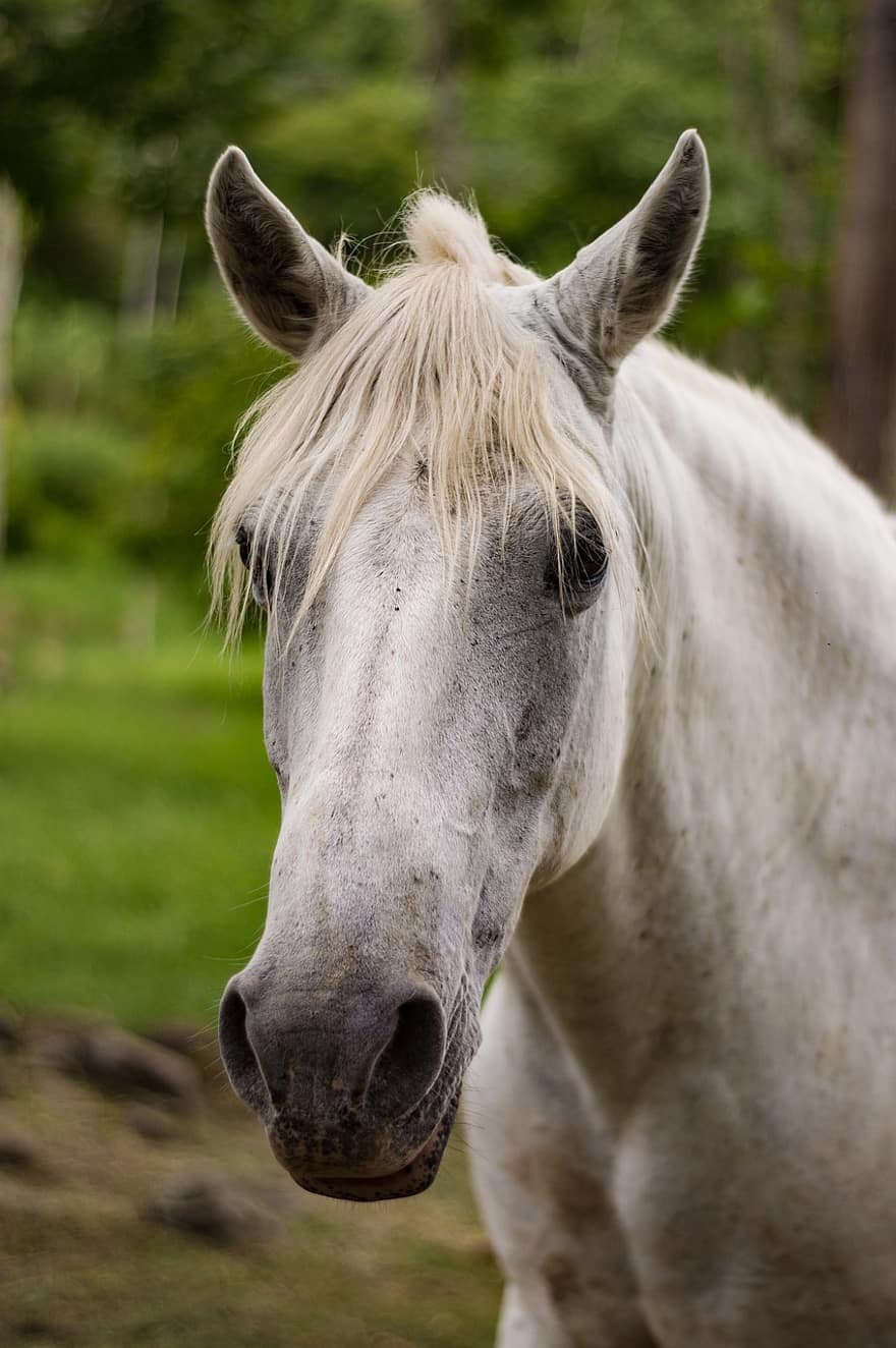 kůň, bílý kůň, hlava, koňský, hlava koně, hříva, tvář, savec, zvíře, živočišného světa, fotografování zvířat