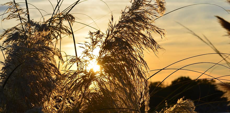 Reeds, Sunset, Glow, sunlight, sun, dusk, sunrise, dawn, yellow, plant, summer
