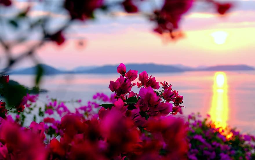 las flores, naturaleza, puesta de sol, floración, flor, oscuridad, verano, planta, agua, color rosa, púrpura