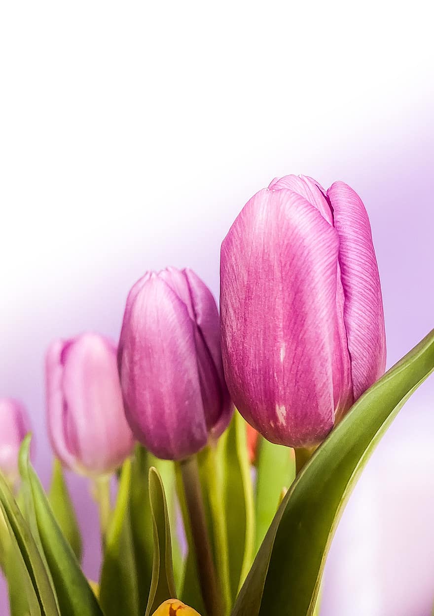 tulipes, flors, brots, flors de color rosa, florir, flor, planta, flora, primavera, jardí, naturalesa