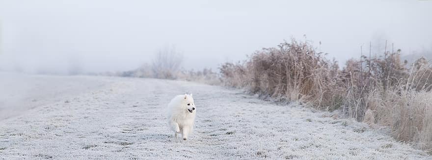 köpek, boğuk, kar, kış, soğuk, doğa, Evcil Hayvan, Noel, sevimli, yürüyüş, hareket