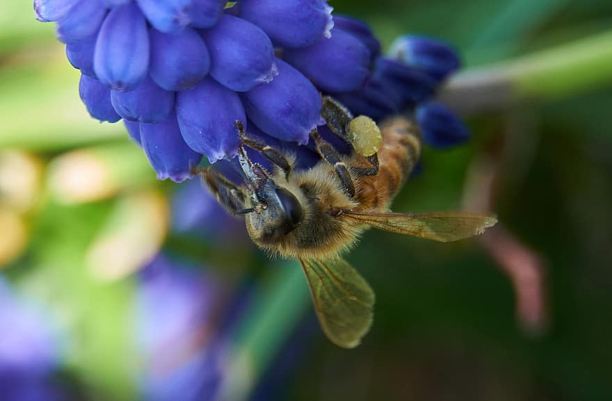 insekt, bi, entomologi, makro, arter, flora, fauna, nektar, drue hyacinter, forår, tæt på