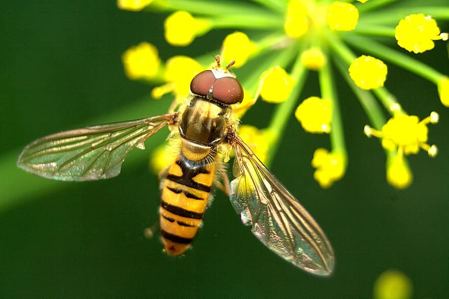 mosca flotante, insecto, polinizar, polinización, flor, insecto con alas, alas, naturaleza, himenópteros, entomología, macro