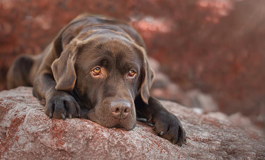 Labrador, Dog, Pet, Labrador Retriever, Chocolate Labrador, Animal, Canine, Mammal, Cute, Adorable