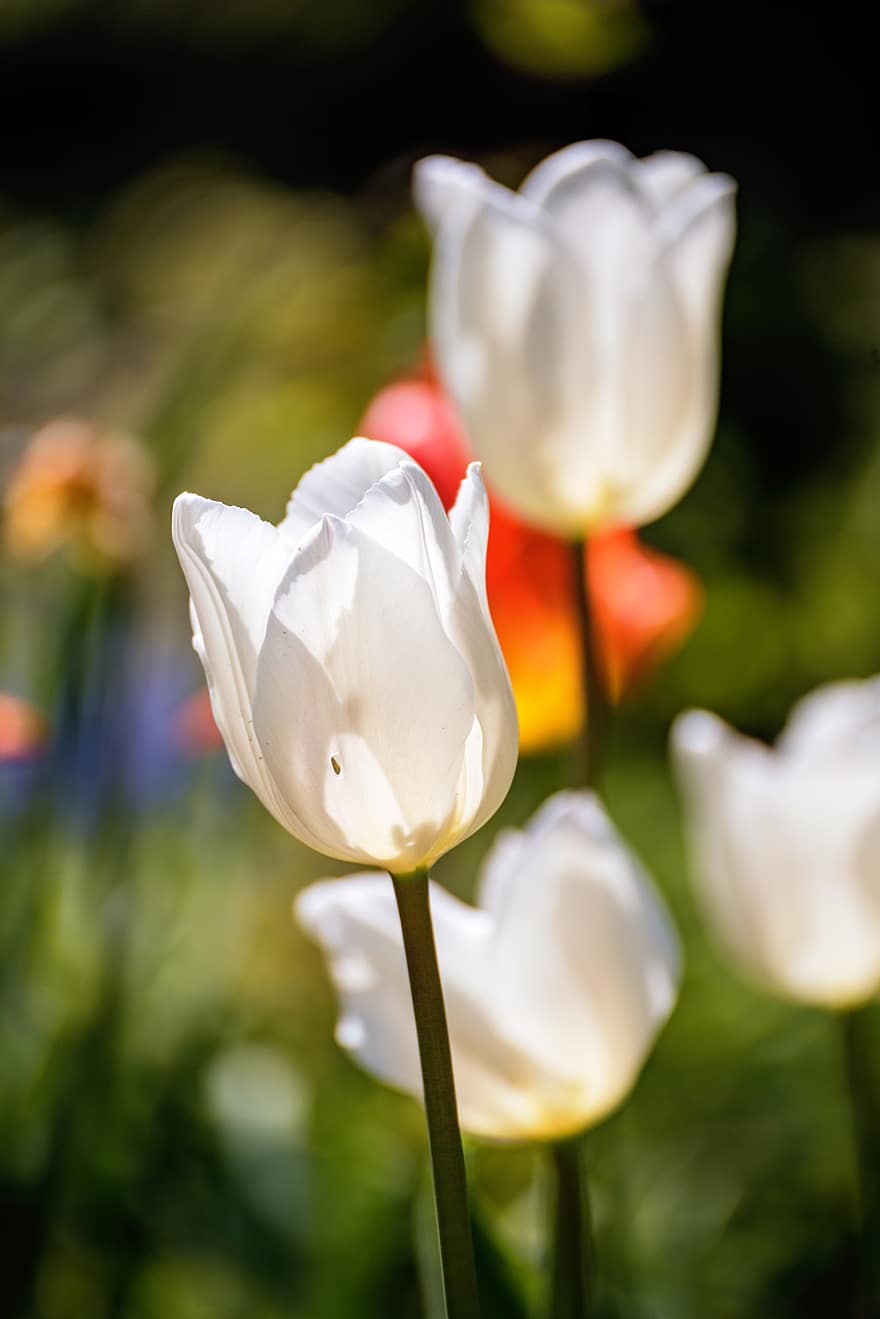 tulipaner, blomster, hage, hvite blomster, kutte blomst, blomst, blomstre, anlegg, flora, vår, vårblomster