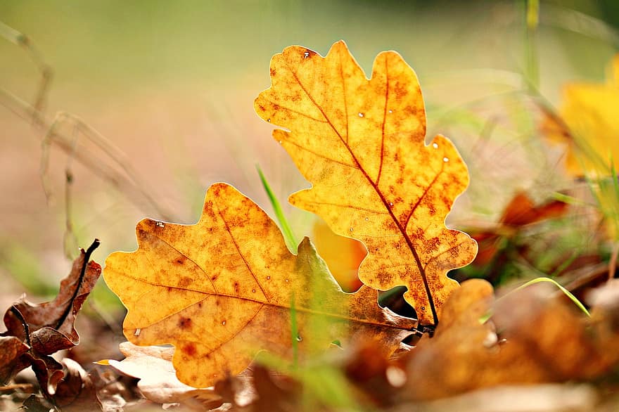 odchodzi, Natura, jesień, liść, żółty, pora roku, zbliżenie, las, październik, wielobarwne, drzewo