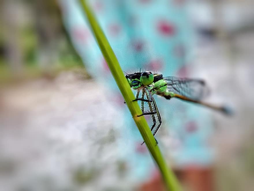 dragonfly, insekt, verftet, natur, landskap, fotografering, stilk, anlegg, grønn