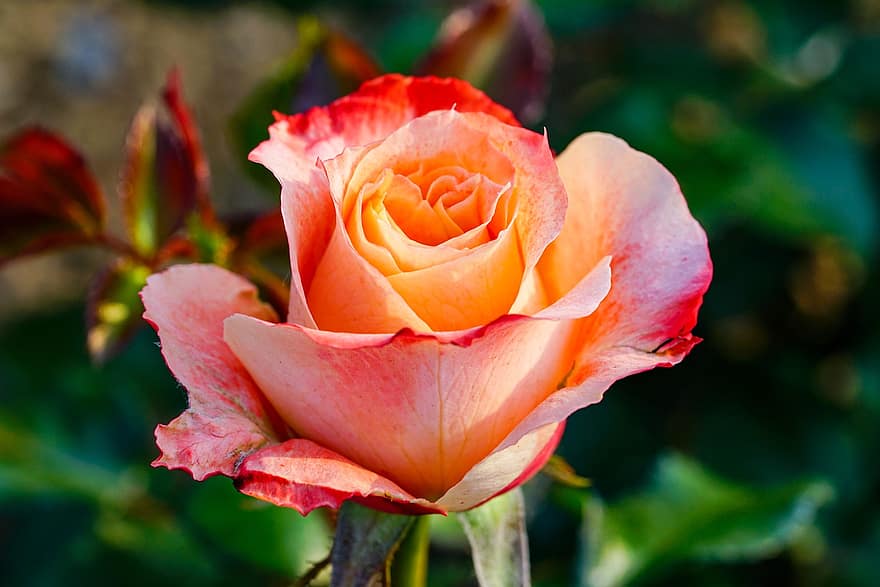 rosa, fiore, fiore primaverile, Repubblica di Corea, pianta, macro, giardino, natura, avvicinamento, petalo, foglia