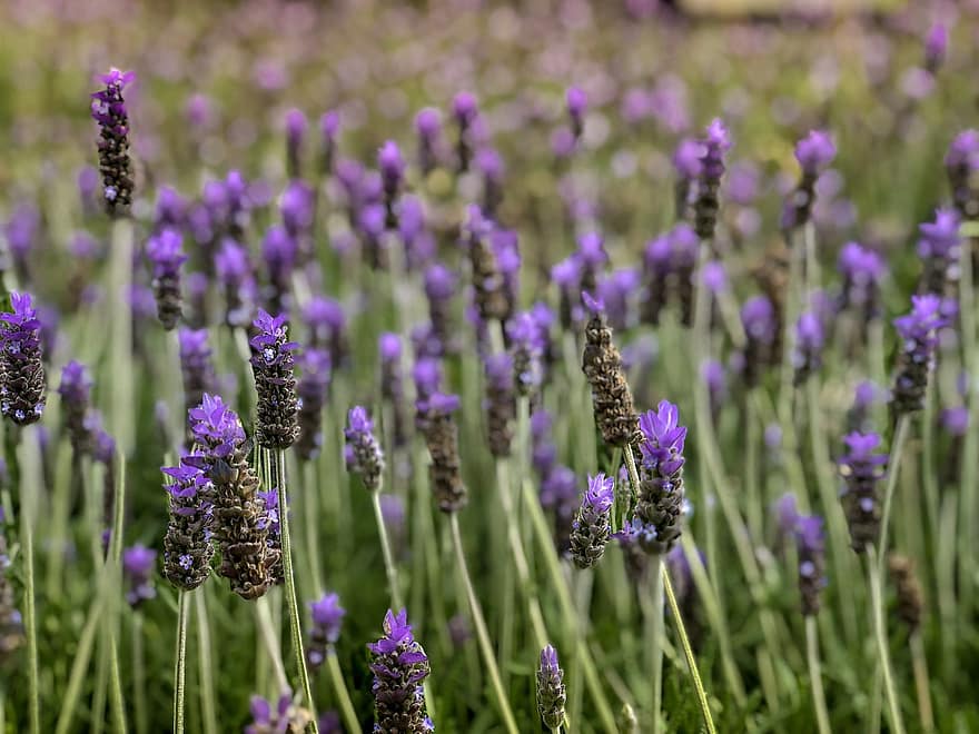 bunga, ungu, lavender, berkembang, alam, menanam, mekar, taman, violet, musim semi, flora