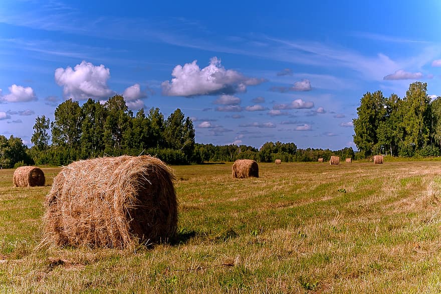 hayfield, cánh đồng, siberia, nông thôn