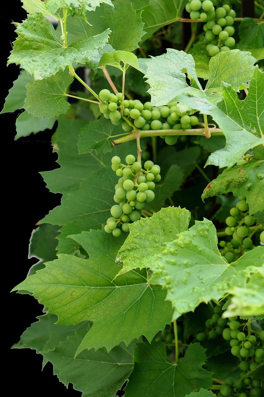 vindruer, frugter, vinstok, vingård, vinstokke, blade, løv, grønne druer, vinavl, Rebstock, dyrkning