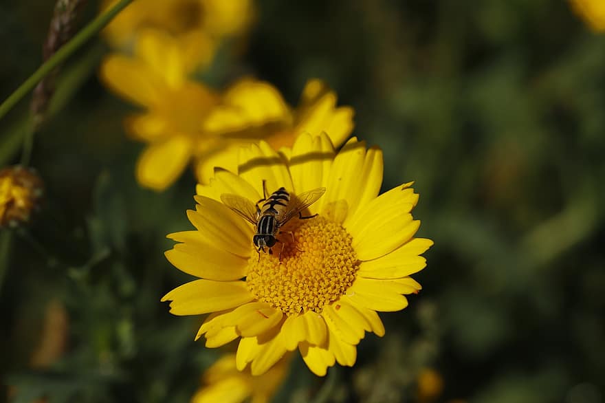 blomma, bi, pollinering, insekt, entomologi, nektar, pollen, makro, natur, flora, växt