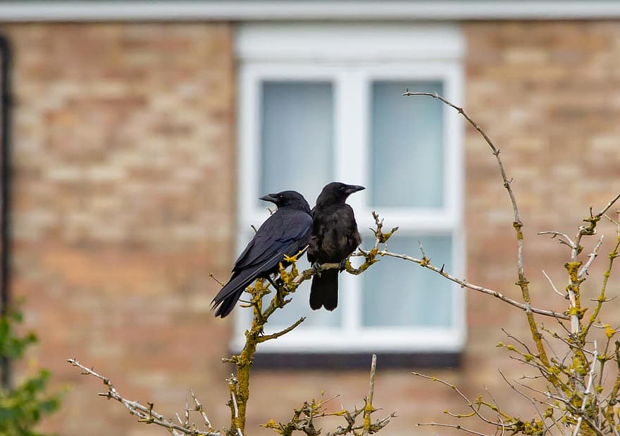 Crows, Corvids, Crows In Tree, Watching, Bird, Crow, Plumage, Beak, Black, Wildlife
