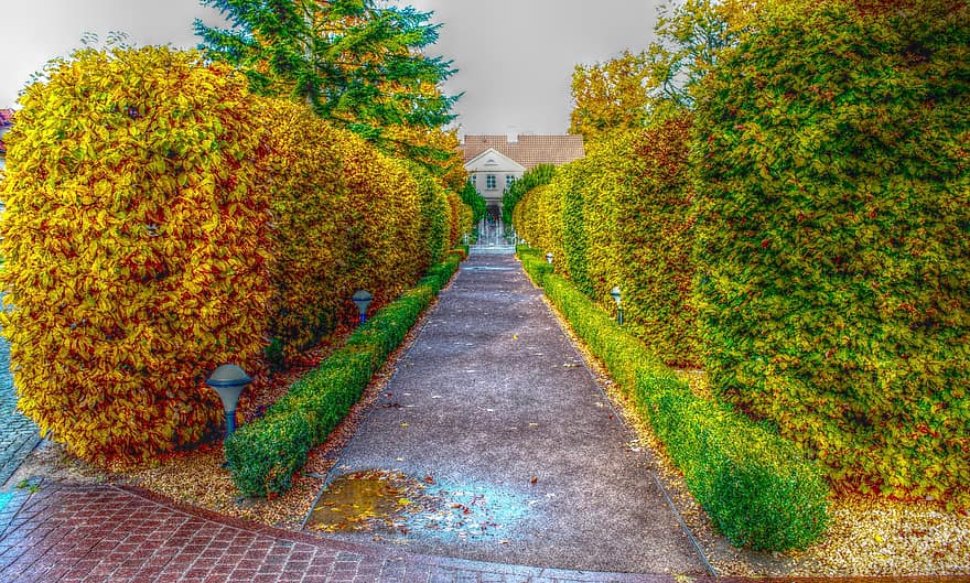 Hedge, Park, Autumn, Path