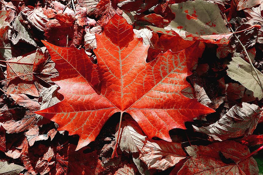秋、紅葉、乾燥した葉、葉、自然
