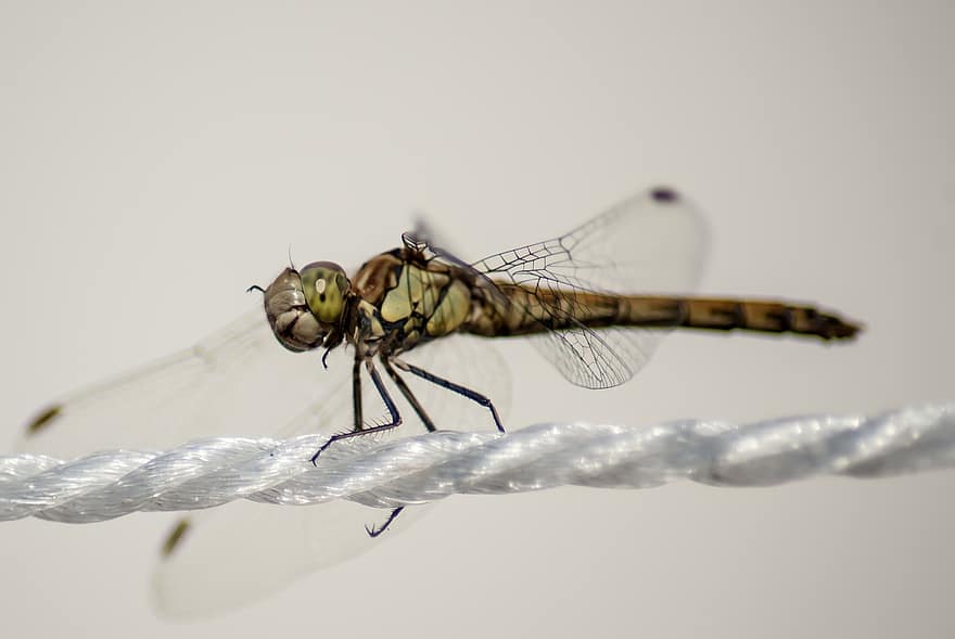 Dragonfly, Heidelibelle, Wings, Animal, Insect, Close Up