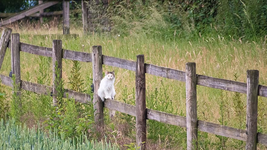 котка, ограда, гледам, баланс, седя, виж, дърво, дървена ограда, паша, ливада