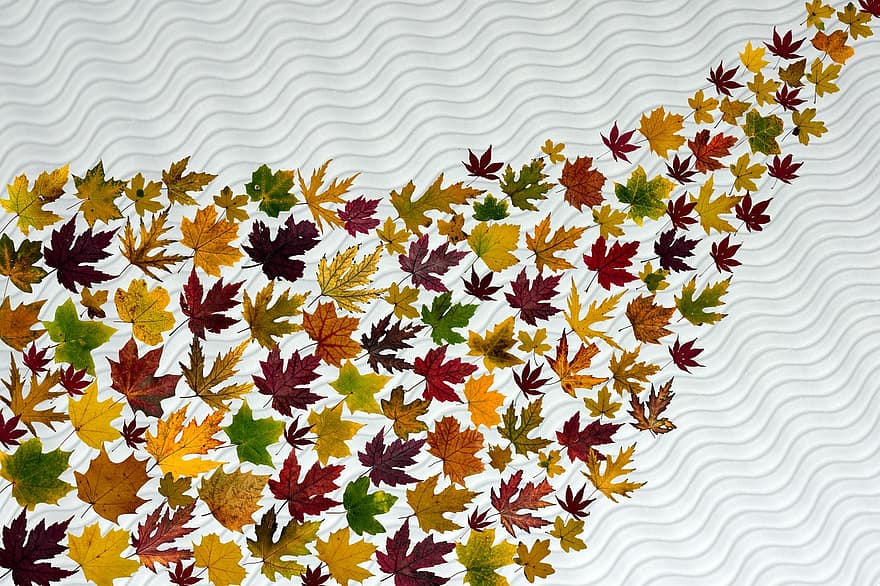 листья, настоящие листья, кленовый, осенний лист, осень, лист листвы, красочный, засушливый, сухой, состав, расположение