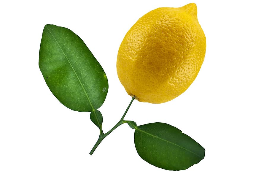 citron-, frukt, mat, färsk, hälsosam, mogen, organisk, ljuv, producera, löv, friskhet