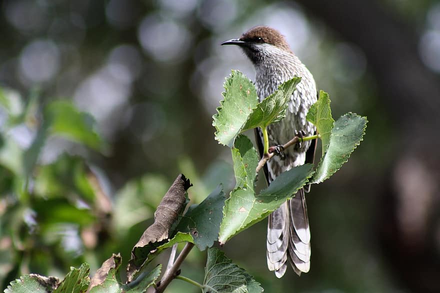 Batı Wattlebird, kuş, tünemiş, tünemiş kuş, Batı Avustralya, yaban hayatı, Honeyeater, dut ağacı, tüyler, ave, ornitoloji