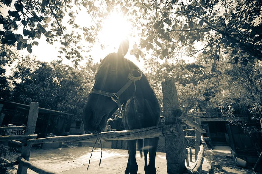 Horse, Animal, Paddock, Ranch, rural scene, farm, stallion, one person, men, sport, black and white