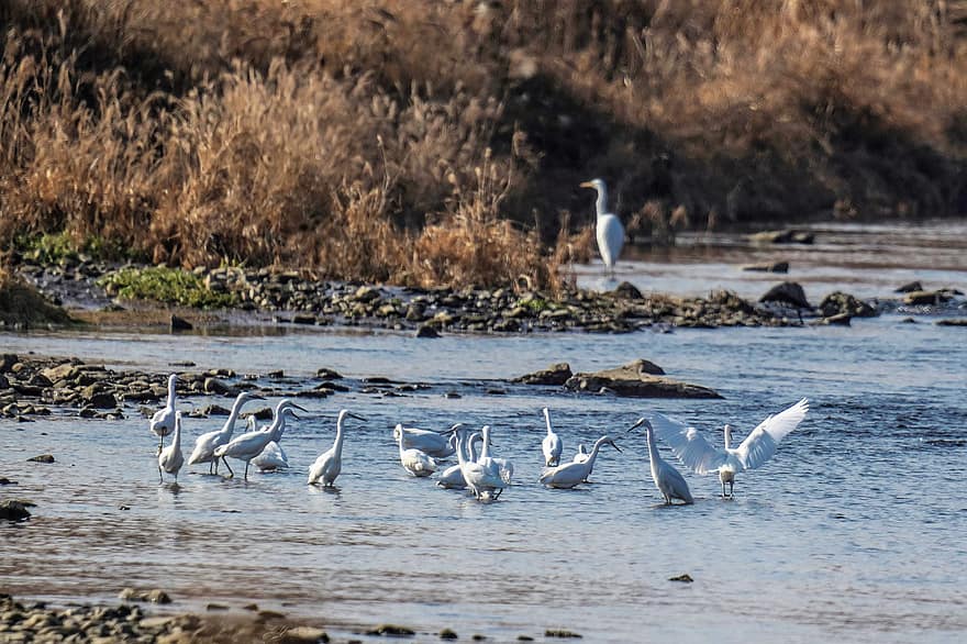Egrets, Birds, River, Herons, Animals, Water Birds, Aquatic Birds, Wildlife, Water, Stream