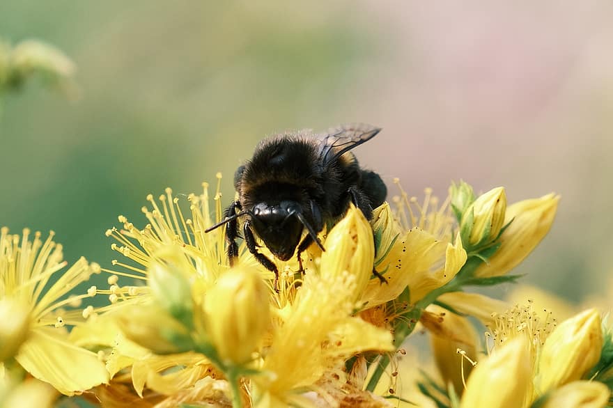 蜂、黄色い花、花粉、受粉する、受粉、昆虫、膜翅目、翼のある昆虫、咲く、花、フローラ