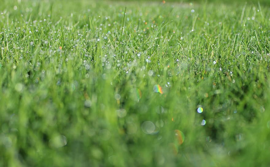 Grass, Nature, Lawn, Land, Water Drops