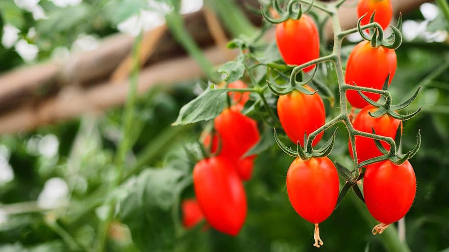 pomidorai, šviežias, subrendęs, raudoni pomidorai, daržovės, švieži pomidorai, prinokę pomidorai, gaminti, derlius, šviežia produkcija, maisto