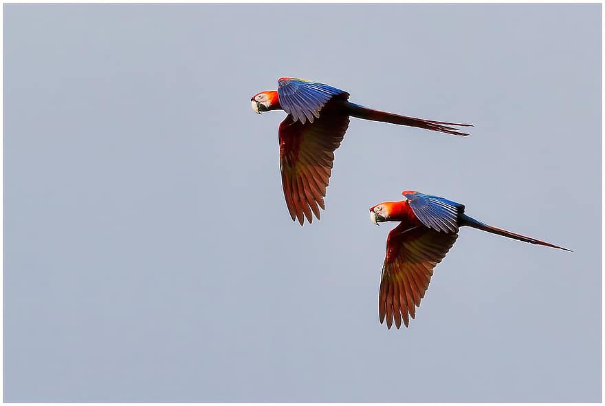 κόκκινο macaw, πουλιά, πέταγμα, ουρανός, μακώ, παπαγάλος, των ζώων, άγρια ​​ζωή, φτερά, παρασκήνια, πτήση