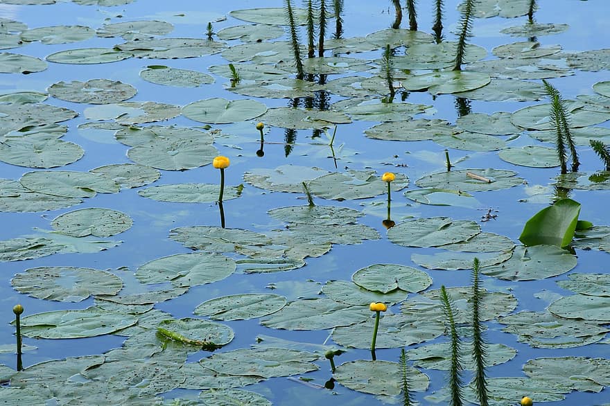 Water Lilies, Lily Pads, Lilies, Pond, Nature, Blossom, Water, Plants, Flowers, Floriculture, Spring
