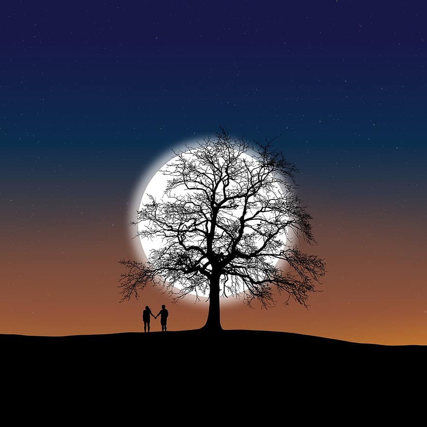 måne, himmel, nat, solnedgang, træer