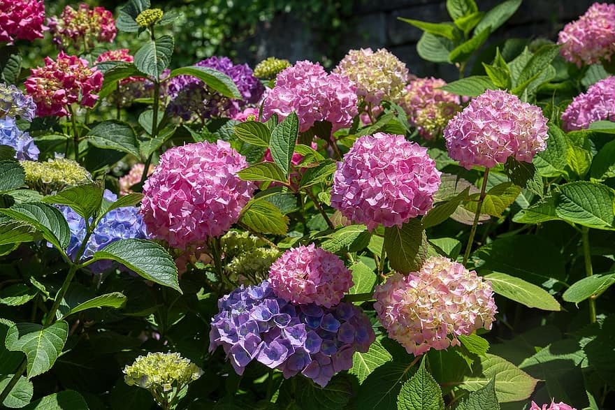 hortensias, hortensia, inflorescencia, arbusto ornamental, púrpura, rosado, las flores