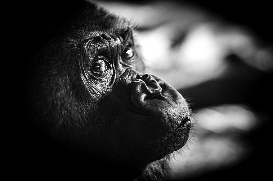 Gorilla, Ape, Animal, Monochrome, Primate, Wildlife, Mammal, Omnivore, Face, Closeup