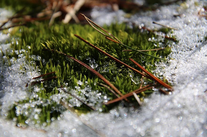 Moss, Winter, Snow, Frost, Ice, Plants, close-up, green color, backgrounds, leaf, plant