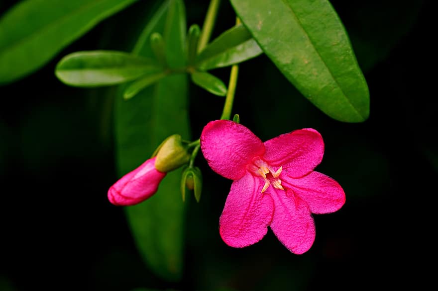 flor, flor rosa, Ravenia Spectabillis, pètals, pètals de color rosa, florir, planta, flora, naturalesa
