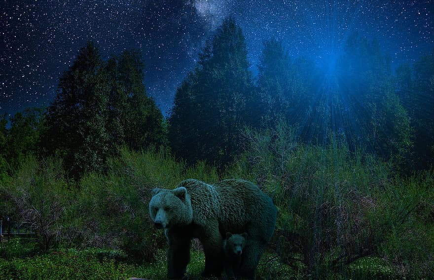 fantasi, beruang, hutan, hewan, margasatwa, pohon, malam, gelap