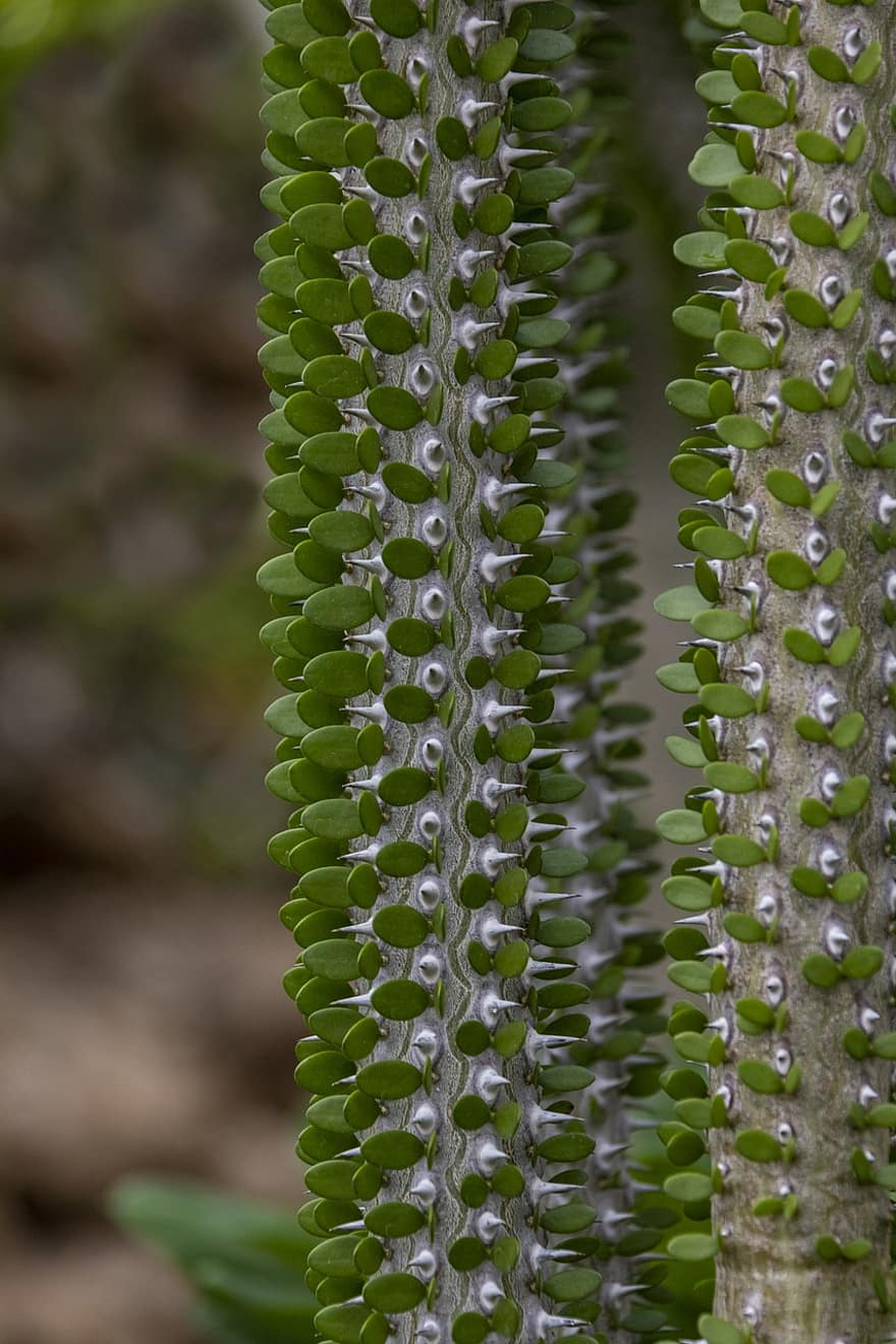 planta, cactus, botánica