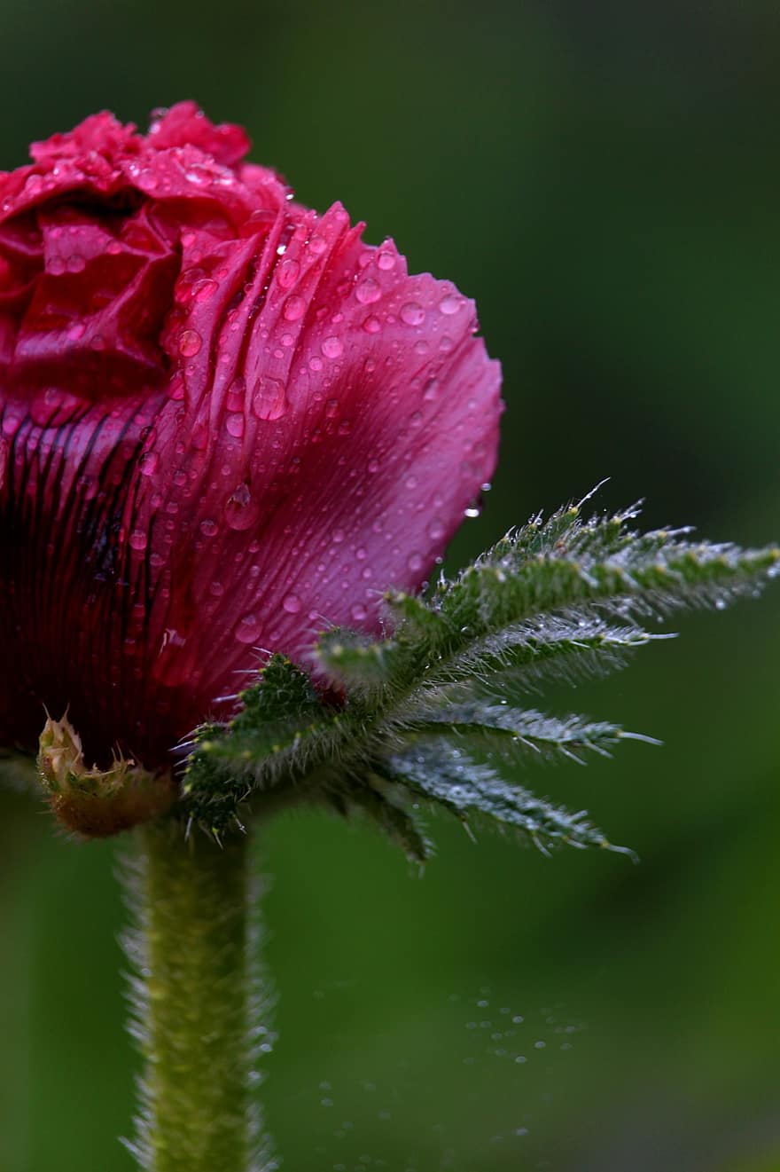 Poppy, Flower Meadow, Close Up, Flora, Pink, Blossom, Bloom, Raindrop, Droplets, Rain, Bud