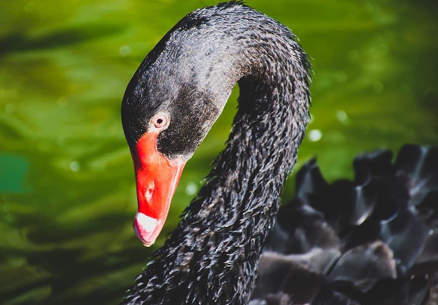 Black Swan, Swan, Bird, Waterfowl, Water Bird, Aquatic Bird, Animal, Wildlife, Plumage, Beak, Nature