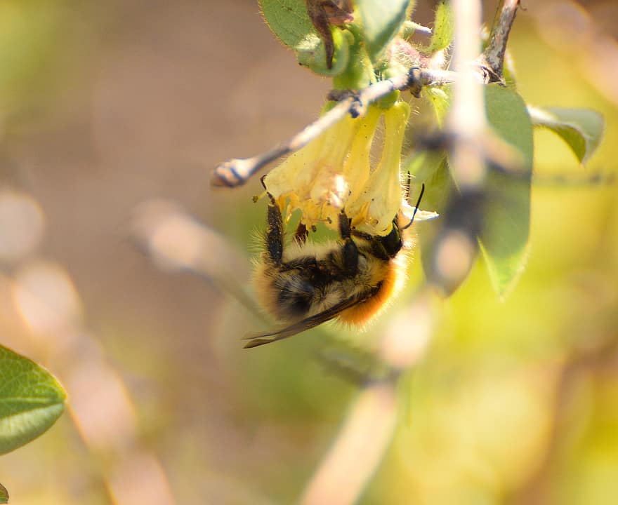 bi, insekt, bestøve, bestøvning, blomst, winged insekt, vinger, natur, Hymenoptera, entomologi, tæt på